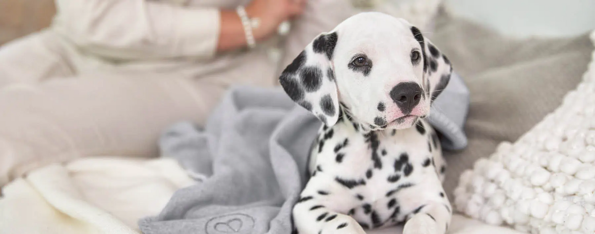 Arona Das Küken im Paw Management Team PALOPA