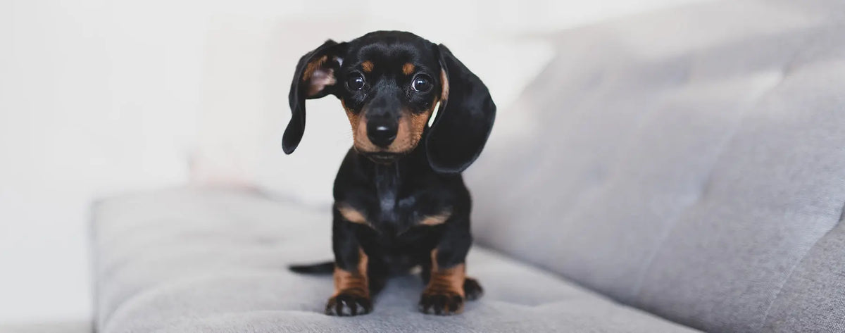 Der kleine freche Jagdhund: Dackel PALOPA