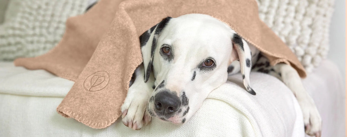 Erkältungen bei Hunden PALOPA