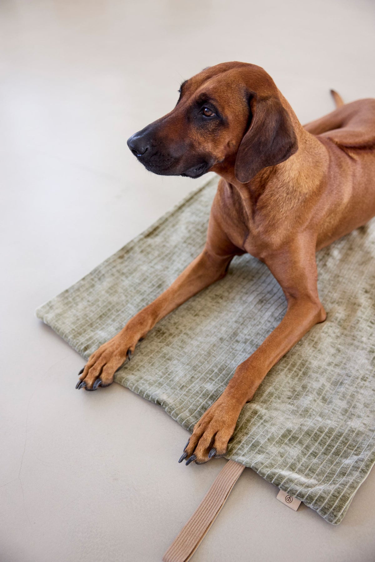 Hundematte to Go - Tela
