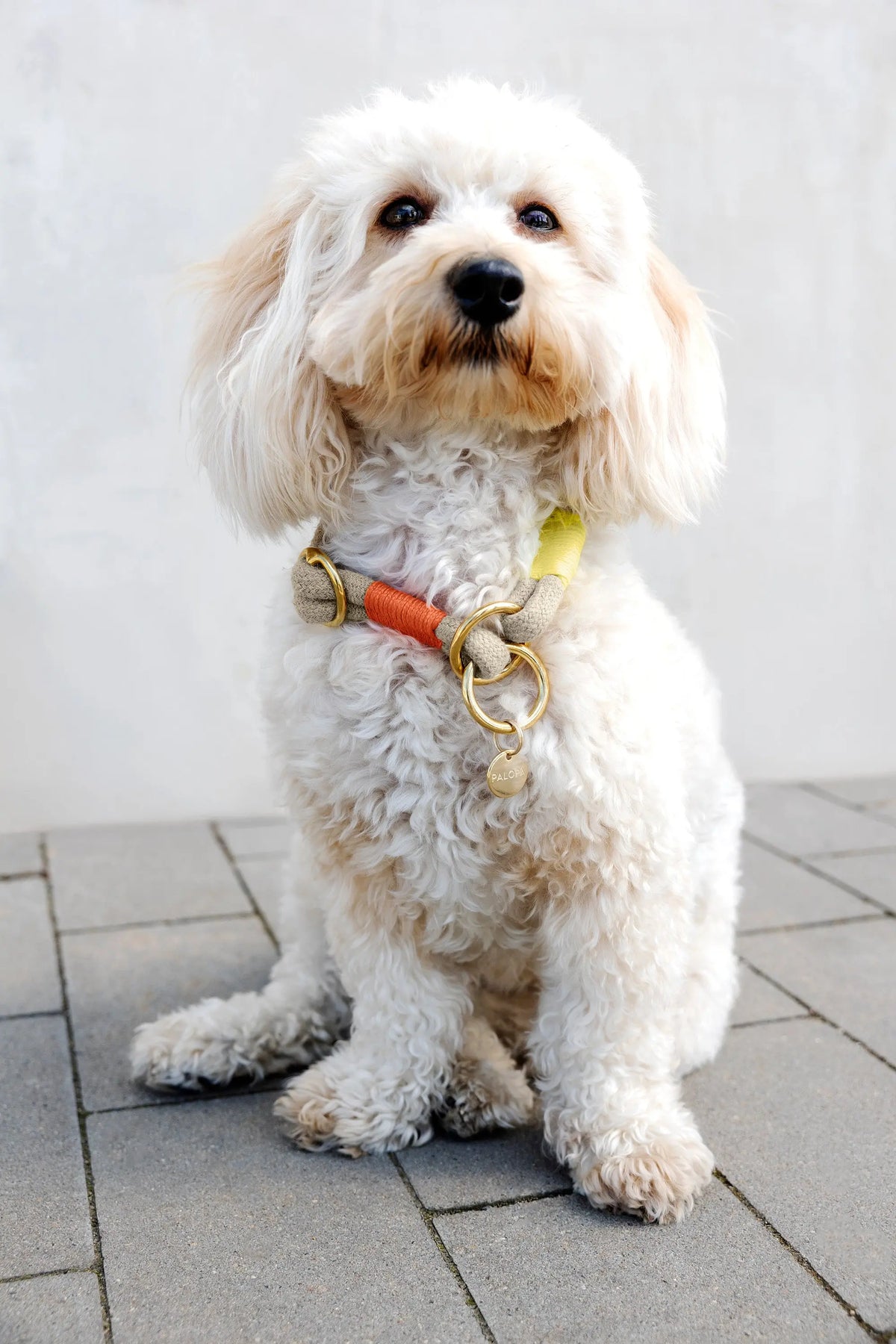 Hundehalsband Slim - Mila, Natur Neon Orange