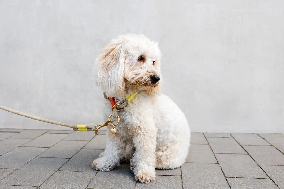 Hundehalsband Slim - Mila, Natur Neon Orange