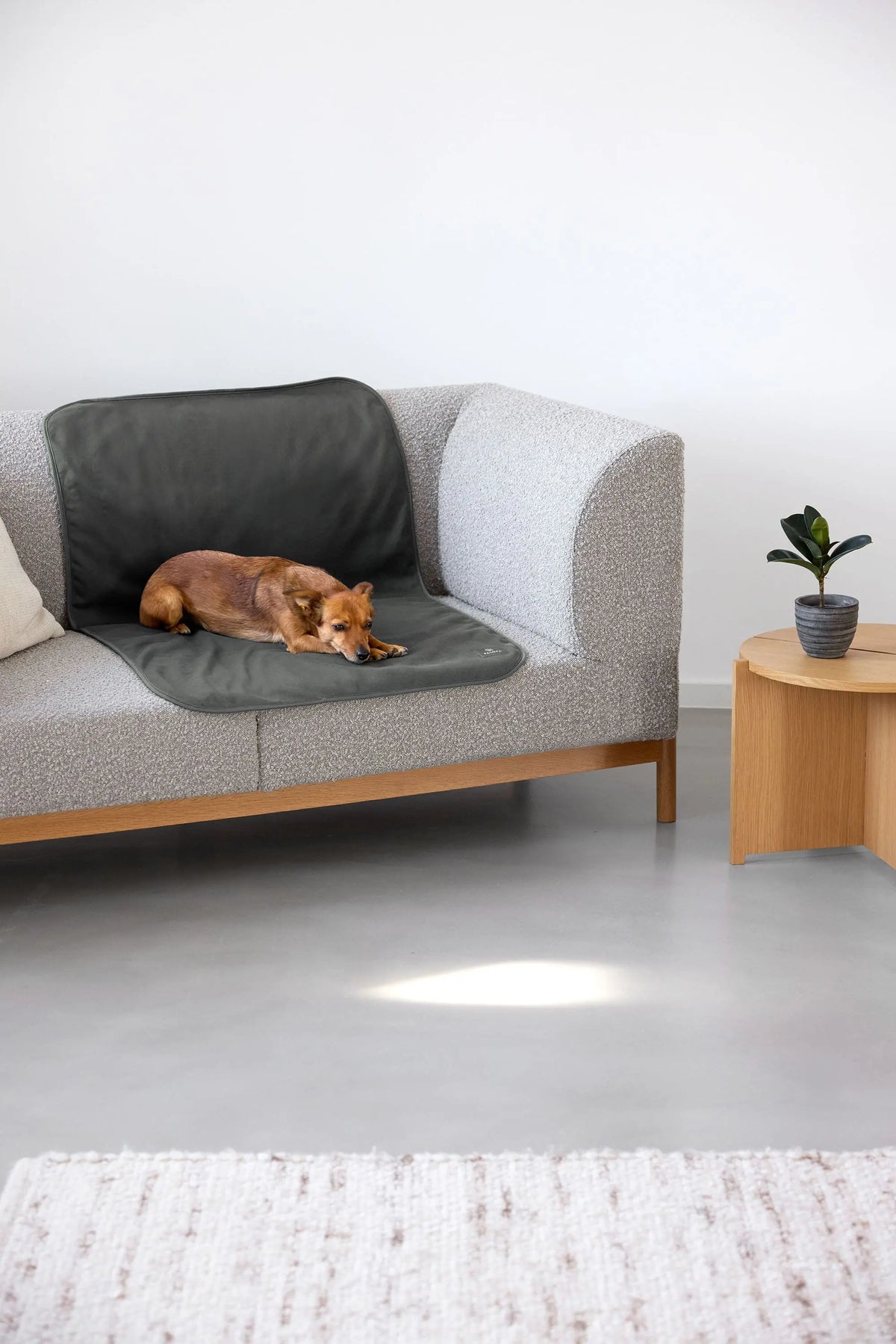 Hunde Schmutzfangmatte - Benti, Anthrazit PALOPA