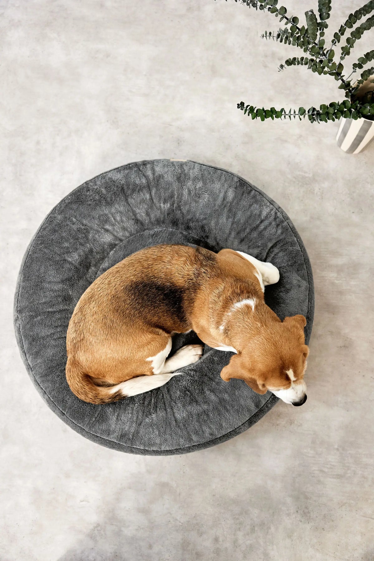 Hundebett Rund - Fippa, Anthrazit PALOPA