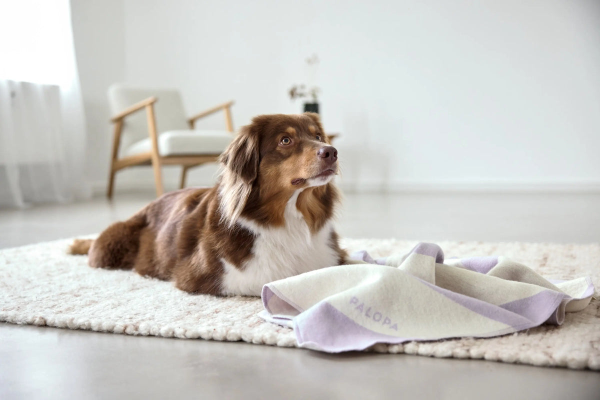 Dog Blanket M - Ida, Stripes Purple PALOPA