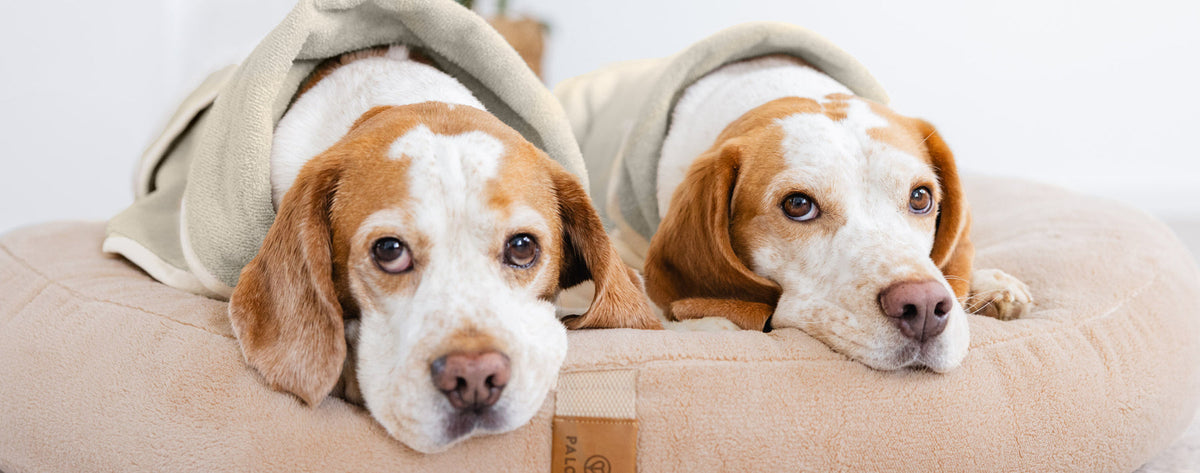 Was tun am World Dog Day? Die besten Tipps für dich und deinen Hund