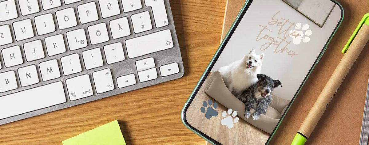 Cool Newsletter Freebies for Your Instagram Stories PALOPA