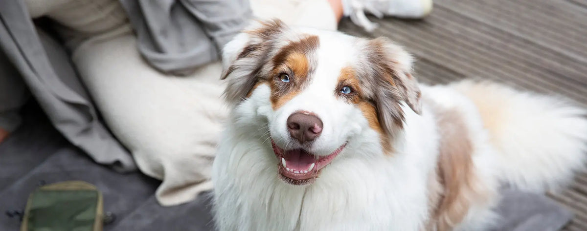Der sportliche Begleithund: Australian Shepherd PALOPA