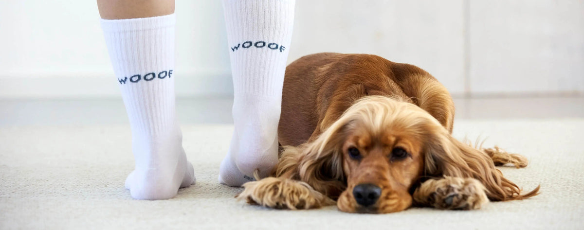 Die-besten-Hitzetipps-für-deinen-Hund PALOPA