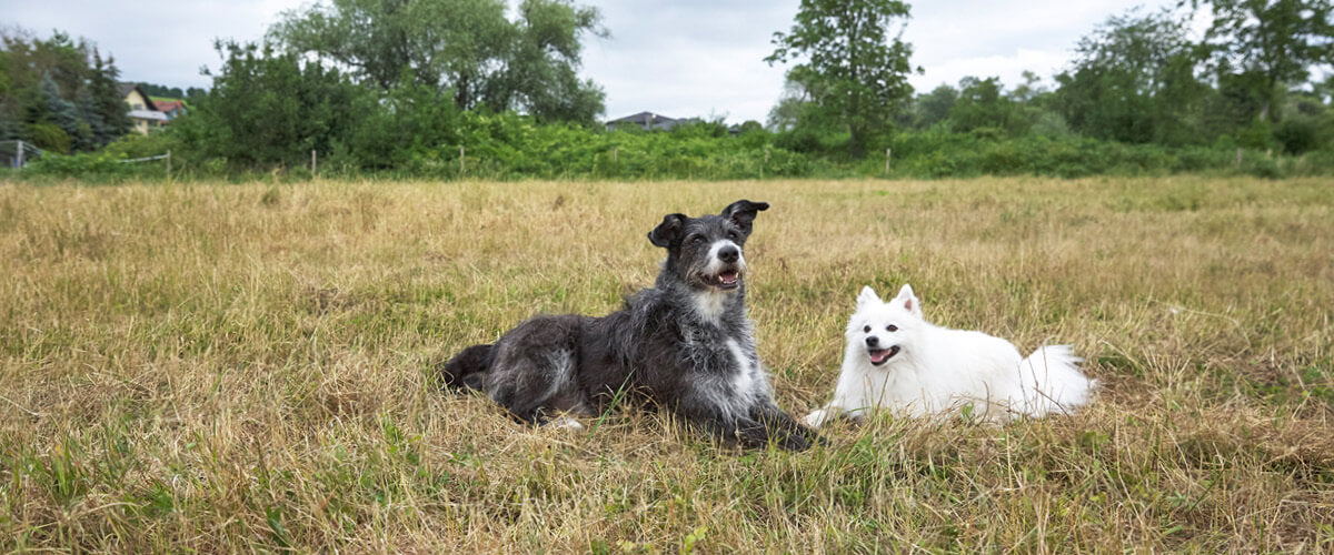 Hunde auf Wiese- Palopa
