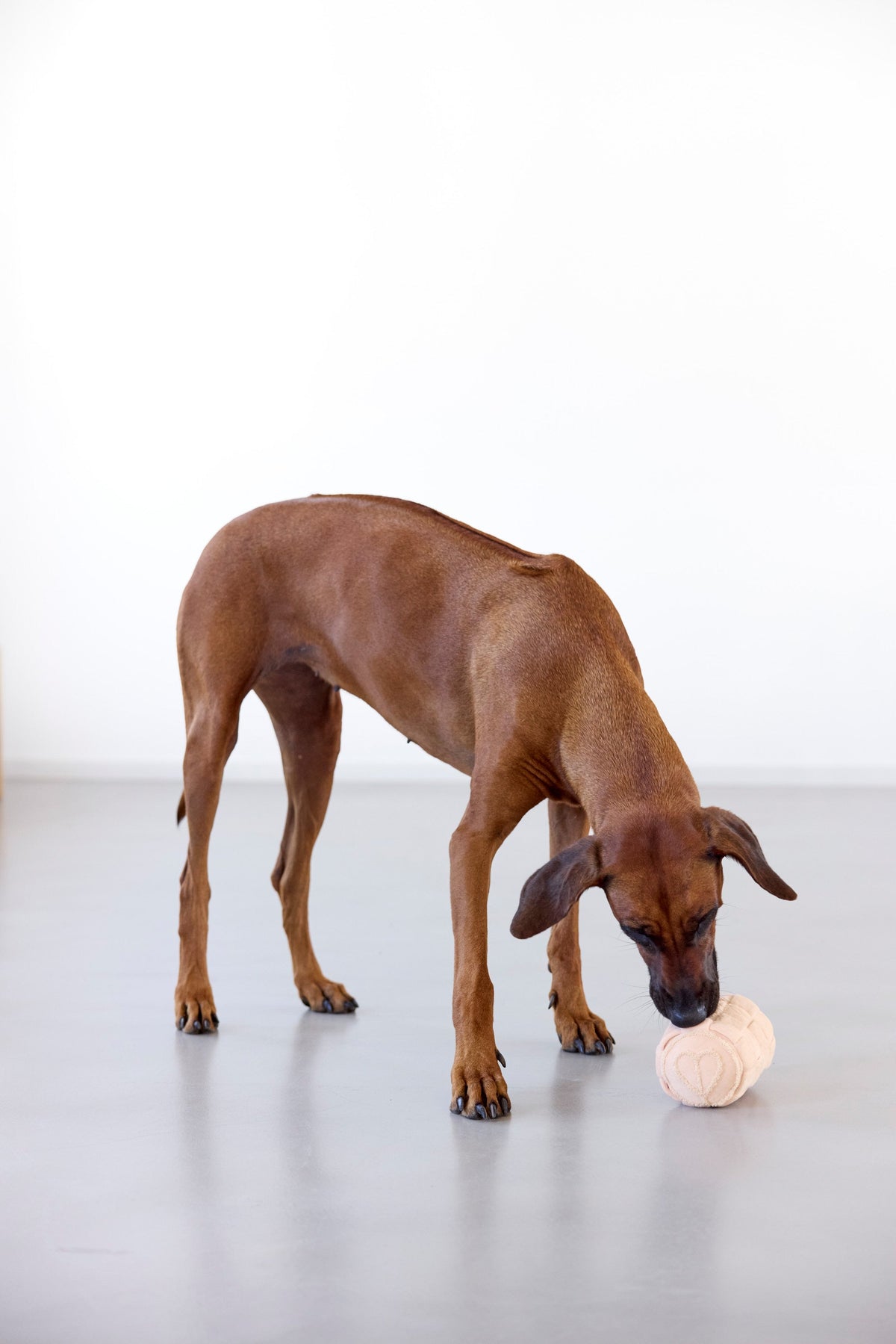 Hundespielzeug - Kalpi - PALOPA