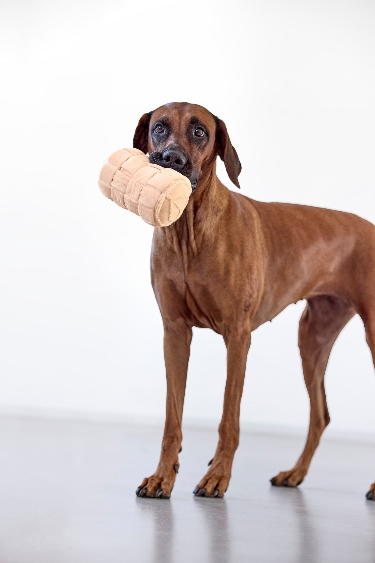 Hundespielzeug - Kalpi - PALOPA