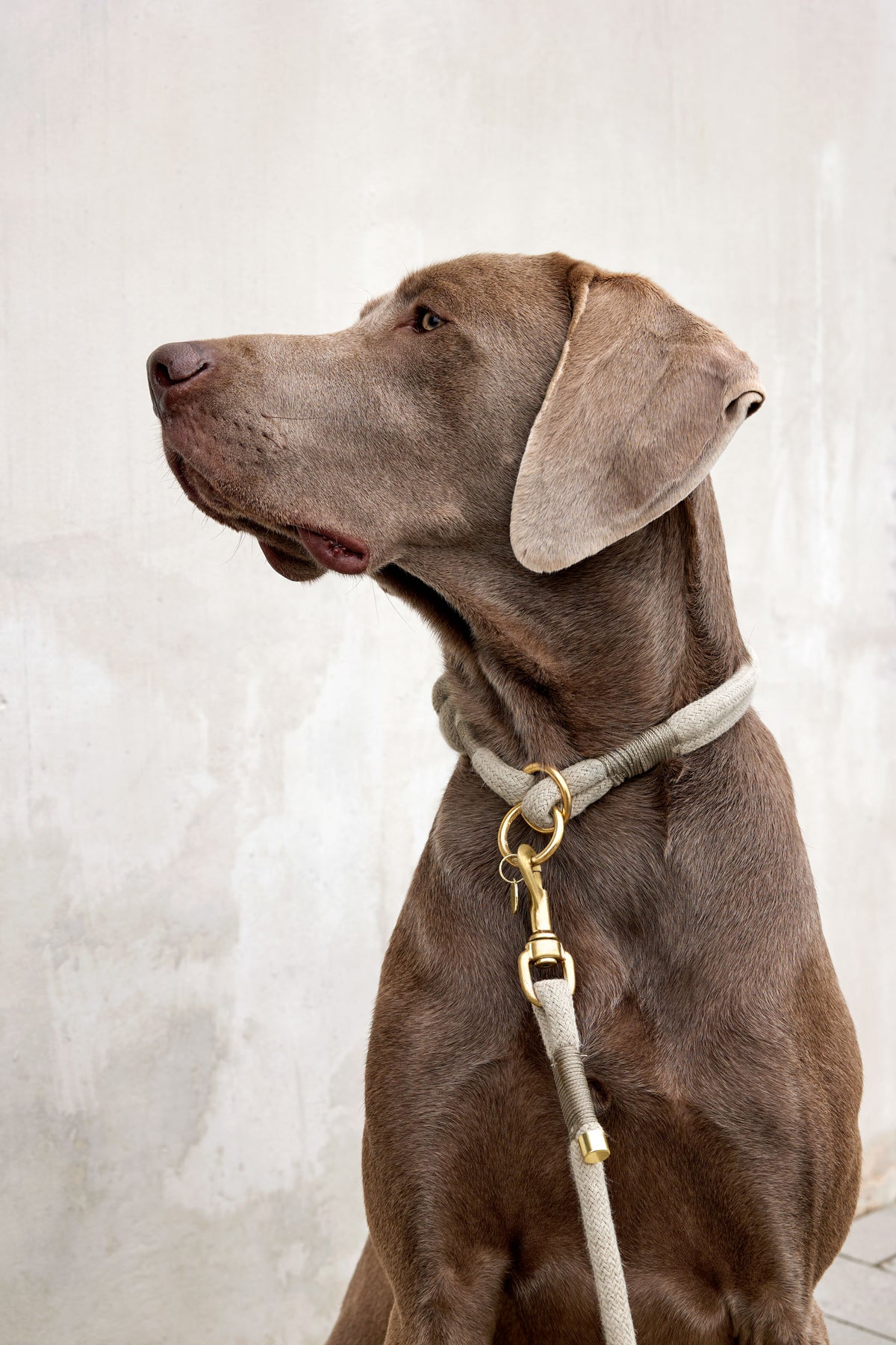 Laisse tressée pour chien - Mila, naturelle