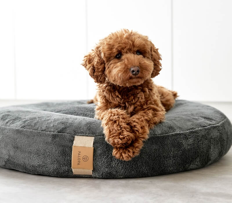 Kategorieteaser Hundebett
