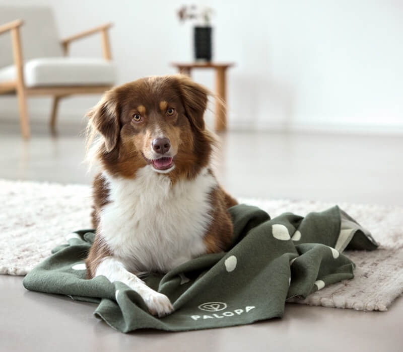 Kategorieteaser Hundedecken