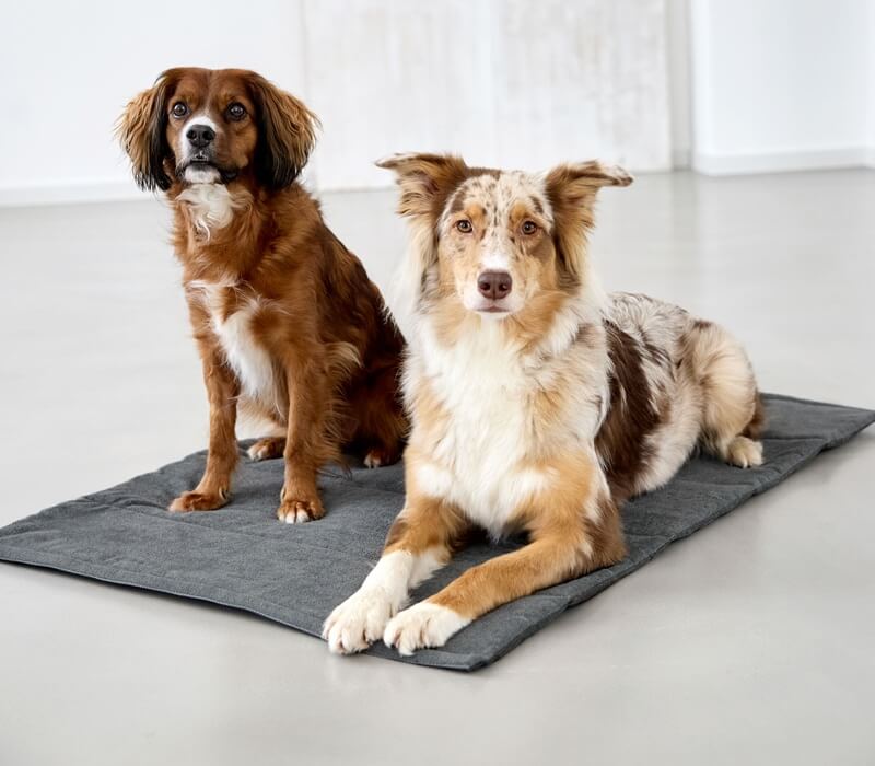 Kategorieteaser Hundematte