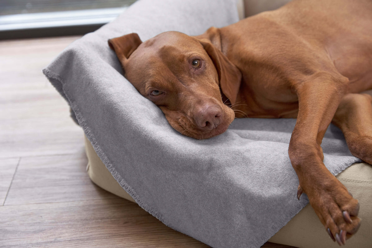 Hundedecken zum Mitnehmen - pflegeleicht waschbar blau fleece - PALOPA 